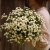 Mattram Tanacetum parthenium Baya