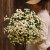 Mattram Tanacetum parthenium Baya