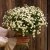 Mattram Tanacetum parthenium Baya