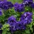 Petunia grandiflora Double Cascade Blue