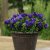 Petunia grandiflora Double Cascade Blue
