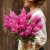 Prince of Wales Feathers Celosia plumosa Bright Pink