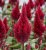 Plymört Celosia plumosa Sunday Wine Red