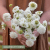 Praktvädd Scabiosa atropurpurea Snowmaiden