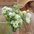 Prärieklocka Lisianthus (Eustoma) grandiflorum Alissa 1 Green