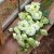 Prärieklocka Lisianthus (Eustoma) grandiflorum Alissa 1 Green