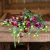 Prärieklocka Eustoma grandiflorum Rosanne 3 Brown