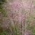Rosa muhlygräs Muhlenbergia capillaris hort. Ruby