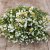 Sandeternell Ammobium alatum Grandiflorum