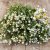 Sandeternell Ammobium alatum Grandiflorum