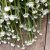 Sandeternell Ammobium alatum Grandiflorum