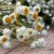 Sandeternell Ammobium alatum Grandiflorum
