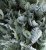 Silvermattram Tanacetum ptarmiciflorum Silver Lace