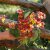 Slingerkrasse Tropaeolum majus Purple Emperor