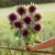 Sunflower Helianthus annuus Pro Cut Plum BIGPACK