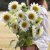 Solros Helianthus annuus ProCut White Lite