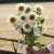 Sunflower Helianthus annuus Pro Cut White Lite BIGPACK