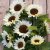 Solros Helianthus annuus Pro Cut White Nite