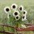 Solros Helianthus annuus Pro Cut White Nite