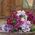 Phlox drummondii grandiflora Starry Eyes