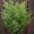 Sommarmalört Artemisia annua Sweet Annie