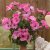 Sommarmalva Lavatera trimestris Silver Cup