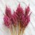Dried Celosia Bright Pink