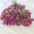 Torkad Risp Rosa