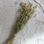 Dried Greater Quaking Grass
