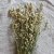 Dried Greater Quaking Grass