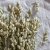 Dried Greater Quaking Grass