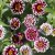 Zinnia haageana Jazzy Red