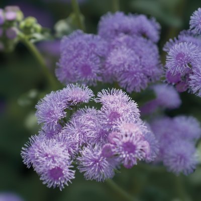 Zoom image of Ageratum houstonianum F1 Blue Horizon Leverbalsam flossblomma