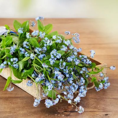Zoom bild av Alpförgätmigej Myosotis alpestris Blue Memory