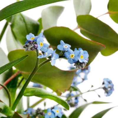 Zoom bild av Alpförgätmigej Myosotis alpestris Blue Memory