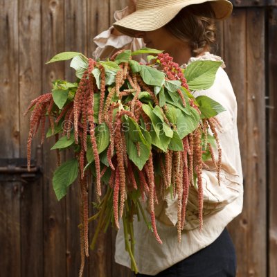 Zoom bild av Amarant Amaranthus Caudatus Coral Fountain
