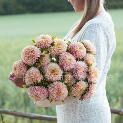 Aster Callistephus chinensis Chrisantella Autumn Forest