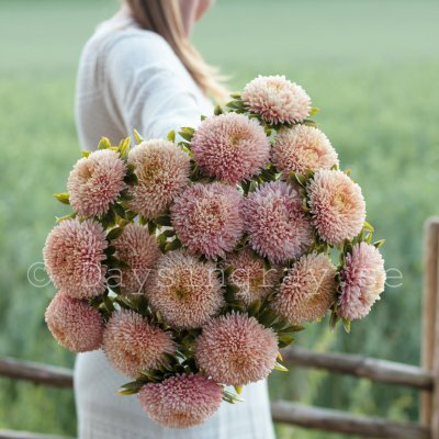 Aster Callistephus chinensis Chrisantella Autumn Forest