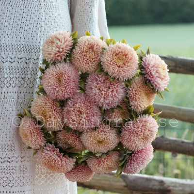 Aster Callistephus chinensis Chrisantella Autumn Forest