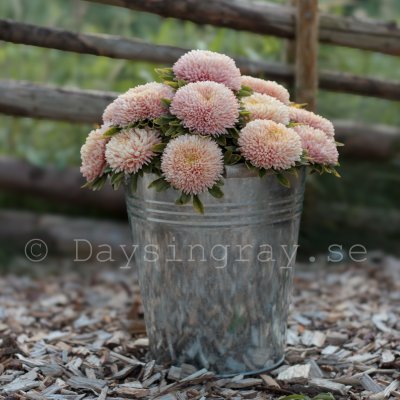 Aster Callistephus chinensis Chrisantella Autumn Forest