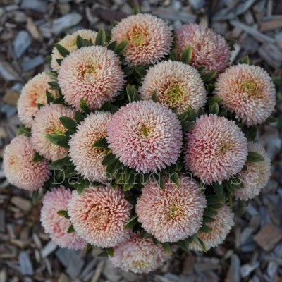 Aster Callistephus chinensis Chrisantella Autumn Forest
