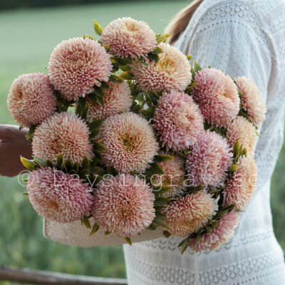 Aster Callistephus chinensis Chrisantella Autumn Forest