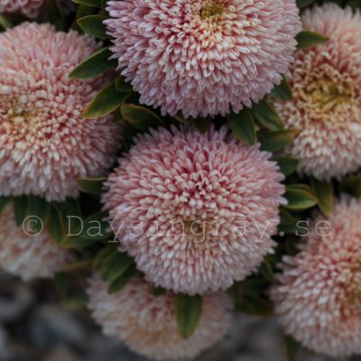 Aster Callistephus chinensis Chrisantella Autumn Forest