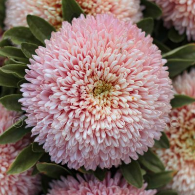 Aster Callistephus chinensis Chrisantella Autumn Forest