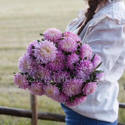 Zoom image of Aster Callistephus chinensis Balloon Appleblossom Sommaraster