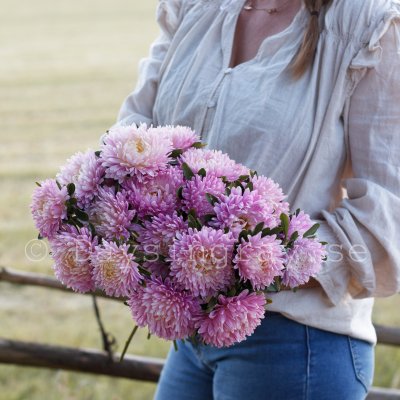Zoom image of Aster Callistephus chinensis Balloon Appleblossom Sommaraster