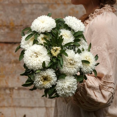 Zoom image of Aster Callistephus chinensis Chrisantella Phantom Of The Opera
