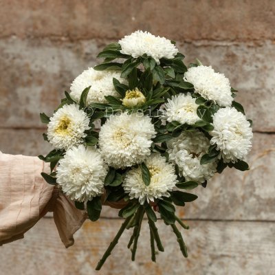 Zoom image of Aster Callistephus chinensis Chrisantella Phantom Of The Opera