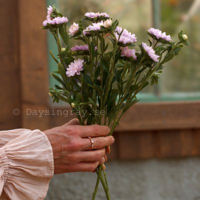 Zoom bild av Aster Callistephus chinensis Confetti