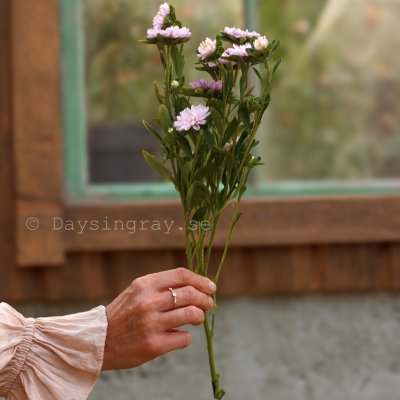 Zoom bild av Aster Callistephus chinensis Confetti